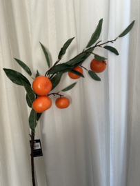 Citrus sinaasappel tak