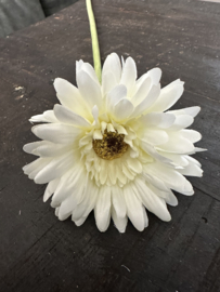 Gerbera’s  in 7 kleuren