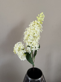 Budleia White 61 cm