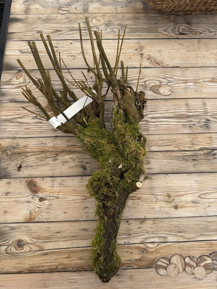 Branch sering mossed