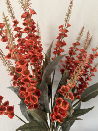 Veronica oranje herfst kleur