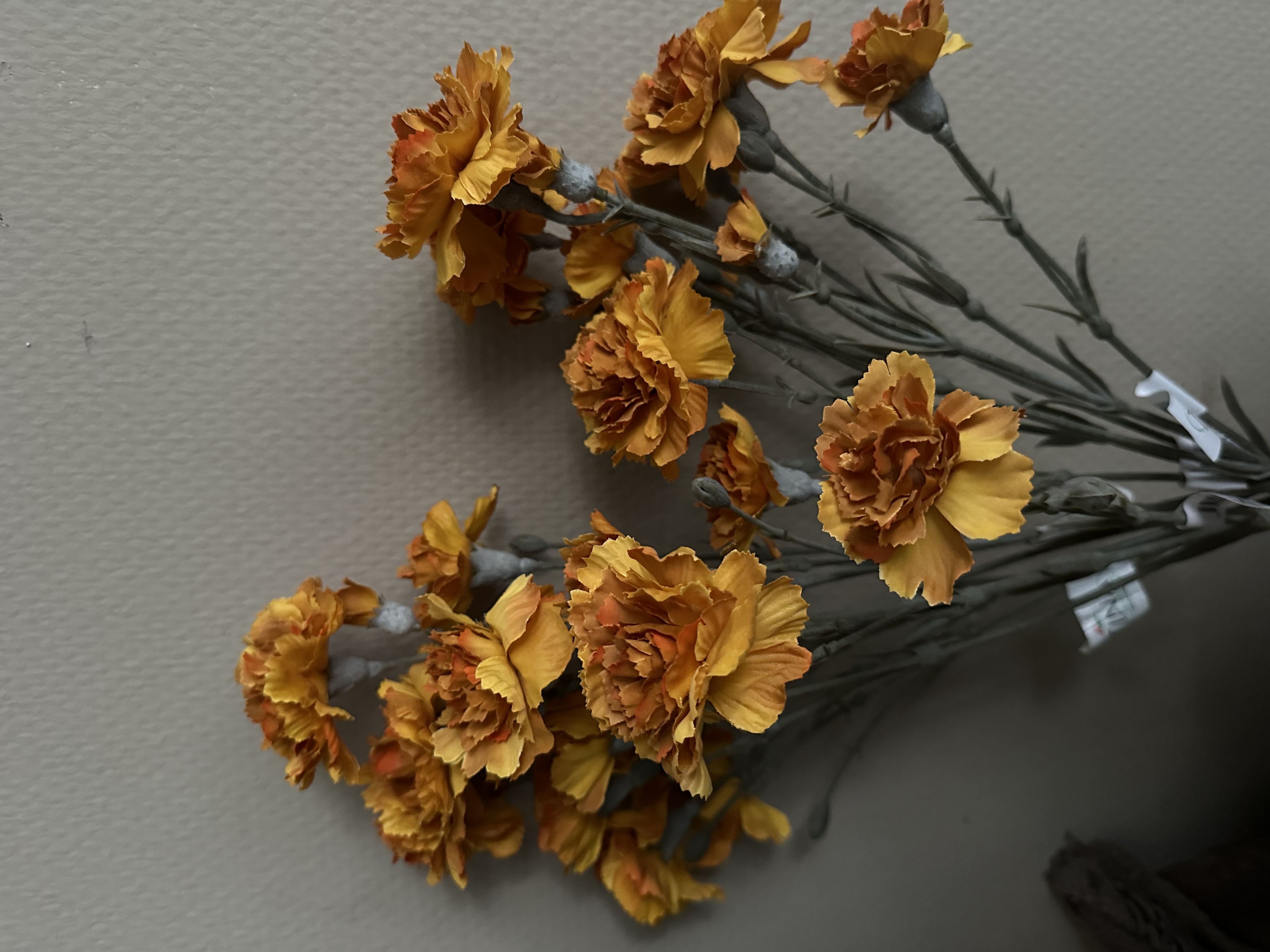 Dianthus donker Geel