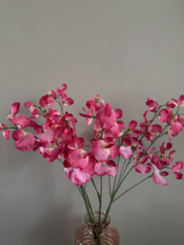 Lathyrus roze