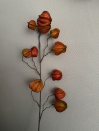 Physalis 80 cm