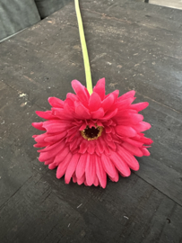 Gerbera’s  in 7 kleuren