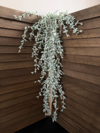 Senecio hang