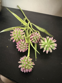 Eryngium green globe