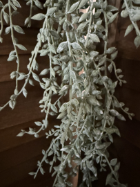 Senecio hang