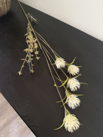 wildflower 3