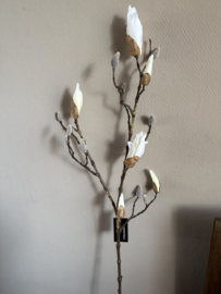 Magnolia wit 90 cm