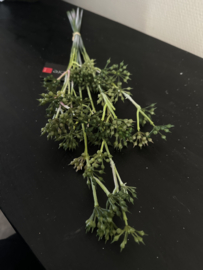 Eucalyptus fruit green