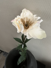 Helleborus Cream 60 cm