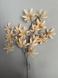Acer palmatum beige