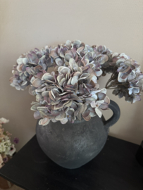 Hortensia grau - blau