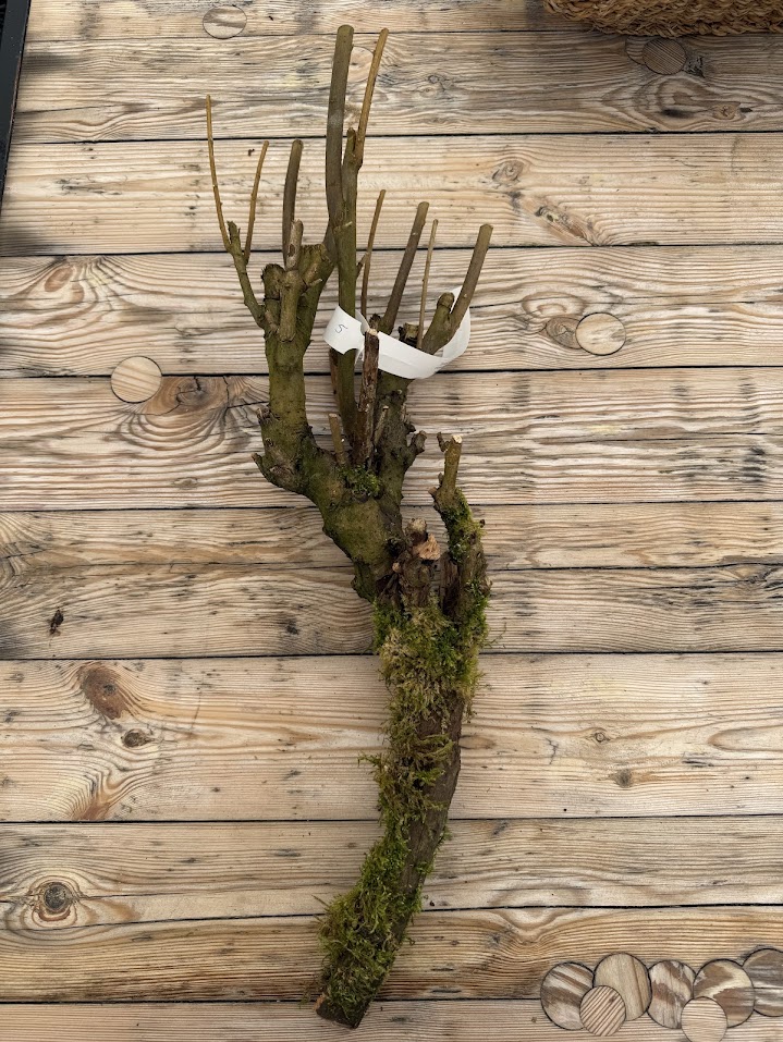 Branch sering mossed