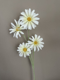 Madeliefjes Cream 63 cm