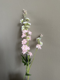Delphinium pink 85 cm