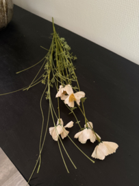 Wildflower 18