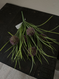 Allium bush donker paars