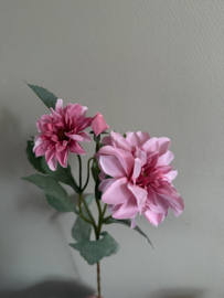 Dahlia roze 60 cm
