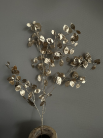 Lunaria volle tak goud