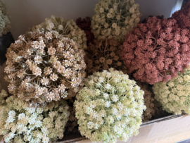 Gypsophila bollen