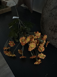 Margrietje oranje 60 cm