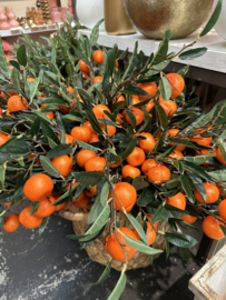 Citrus sinaasappel tak