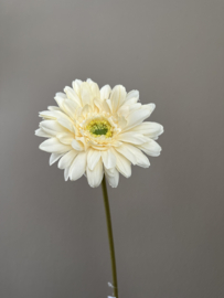 Gerbera