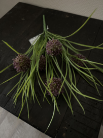 Allium bush donker paars