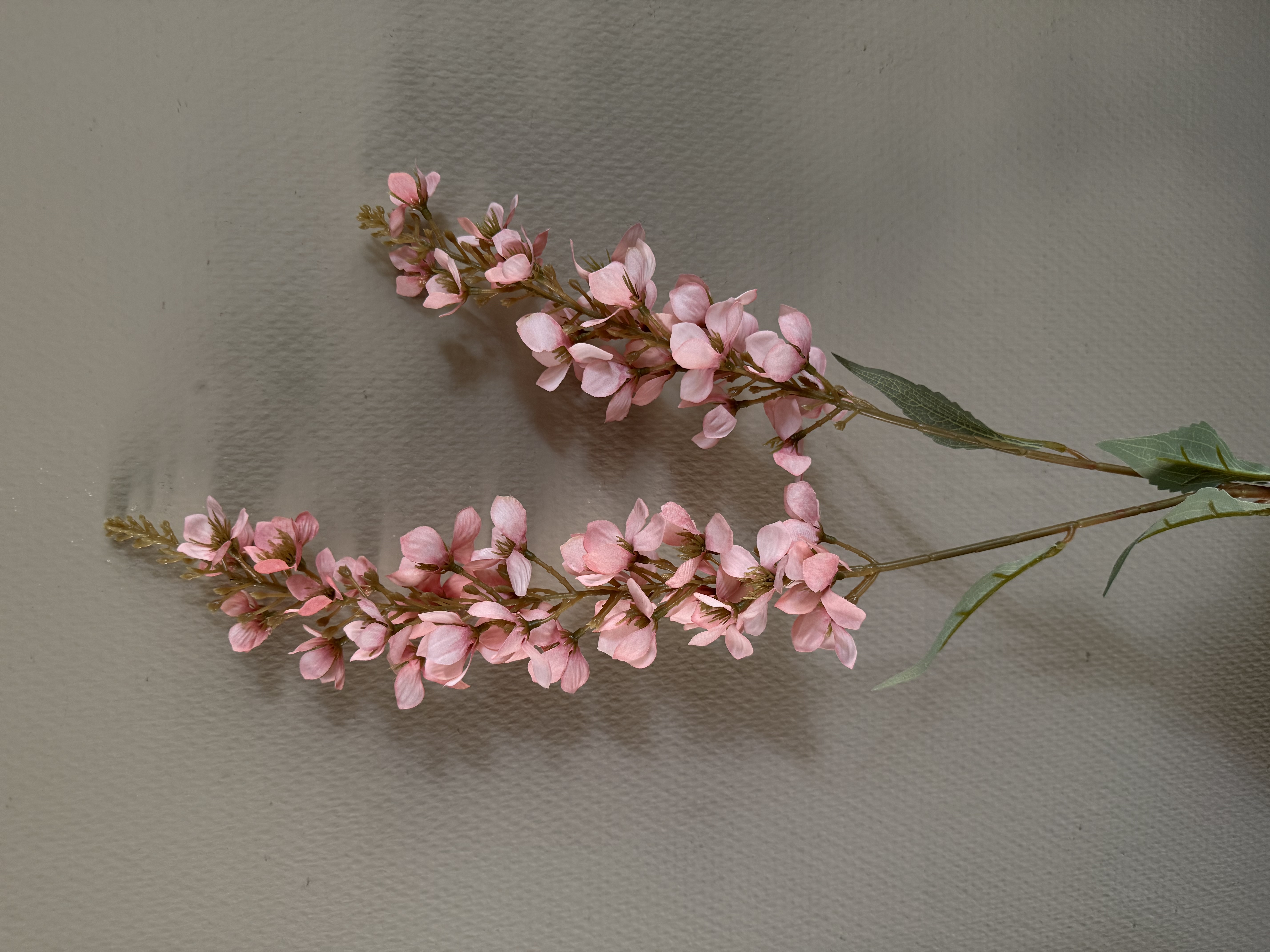Digitalis Roze