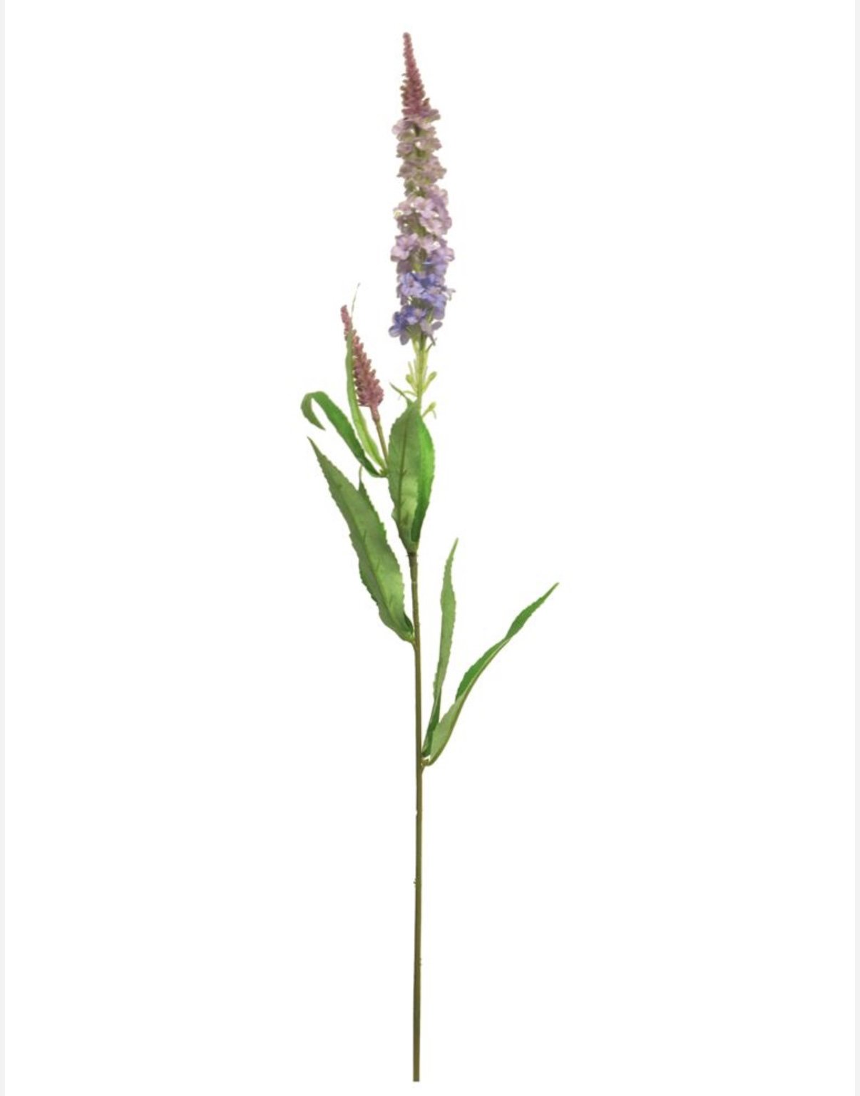 Veronica Purple