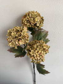 Viburnum Carlesii groen