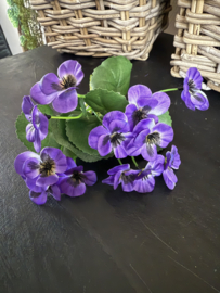 Viooltjes 20 cm purple