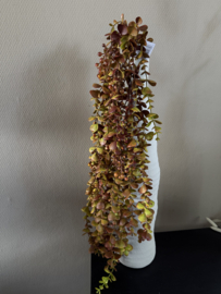 Eucalyptus hanger mustard