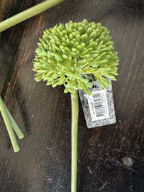 Allium bollen green