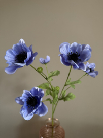 Anemoon blue