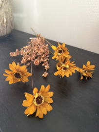 Perennial geel oker