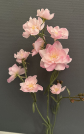 Alstromeria roze