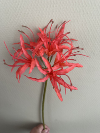 Nerine red 91 cm