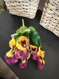 Viooltjes Yellow/purple 30 cm