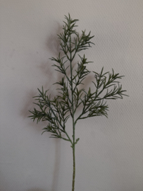 Asparagus groen tak 77 cm
