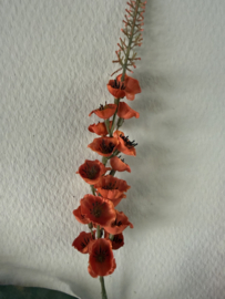 Veronica oranje herfst kleur
