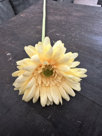 Gerbera’s  in 7 kleuren