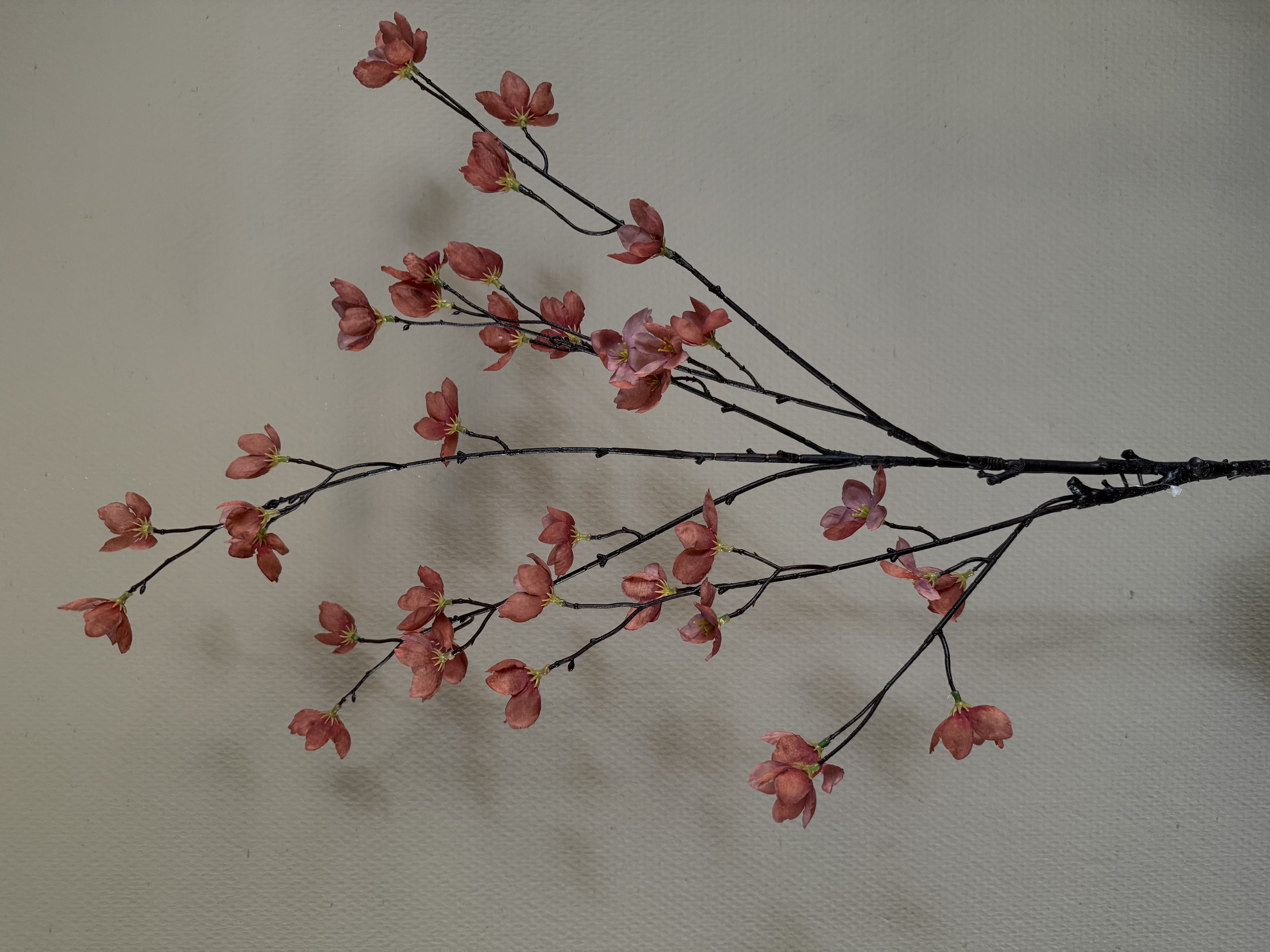Magnolias Stelata brown
