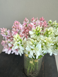 Wild hyacint in 2 kleuren