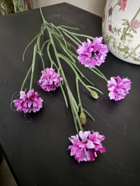 Centaurea cyanus paars