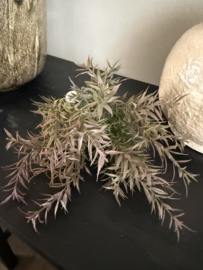 Rozemarijn bush dark 36 cm