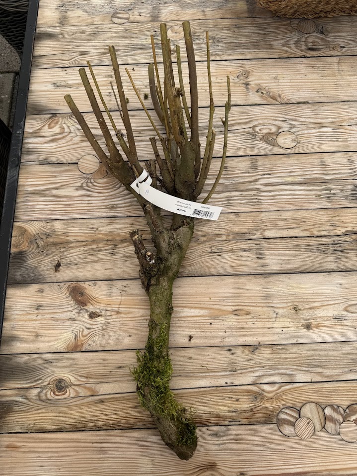 Branch sering mossed
