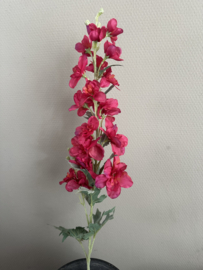 Delphinium donker pink/ red 82 cm